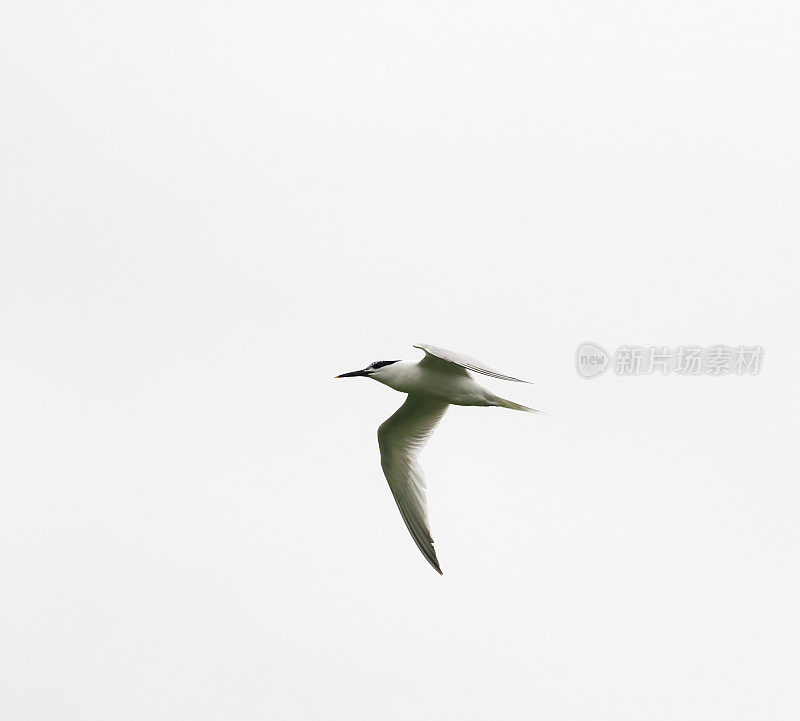 燕鸥(Sterna sandvicensis)